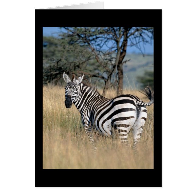 Cartão Zebra Tail Swish (Frente)