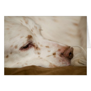 Cartão Zen do setter