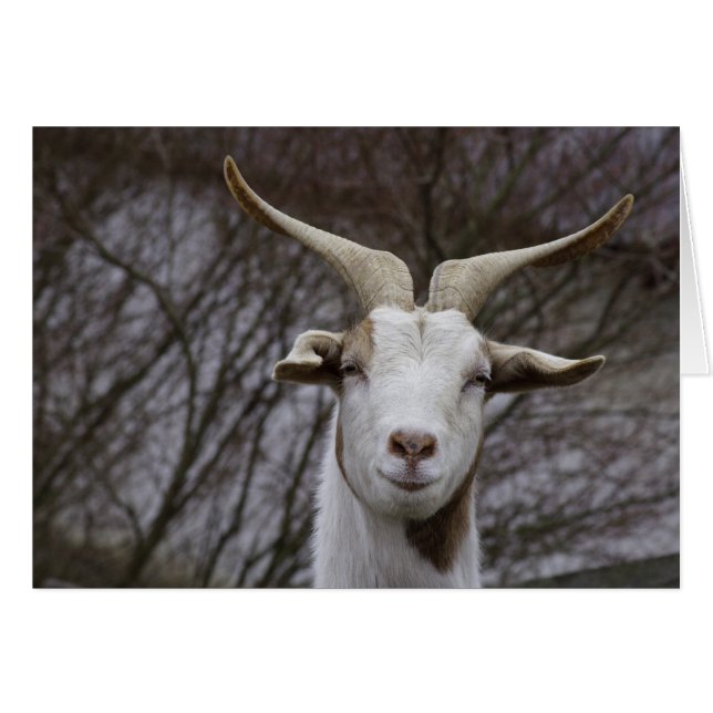 Cartão Ziegenbock (Frente Horizontal)