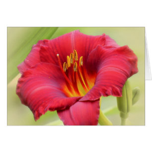 Cartão Zinger - Daylily