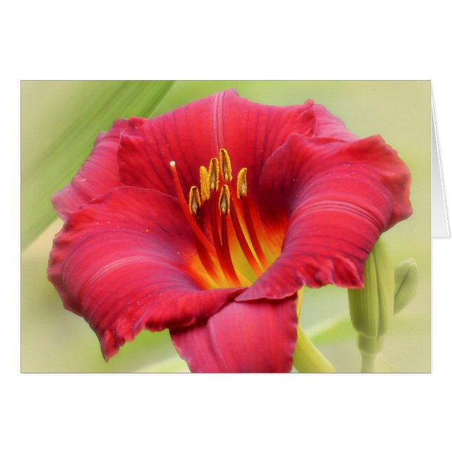 Cartão Zinger - Daylily (Frente Horizontal)