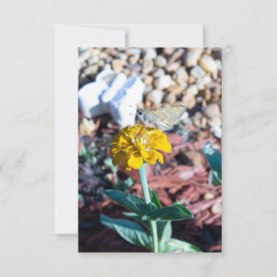 Cartão Zínia Amarela Floral com Fotografia de Mariposa