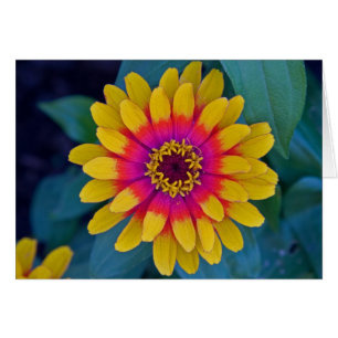 Cartão Zinnia