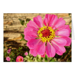 Cartão Zinnia Brilhante (placa horizontal)