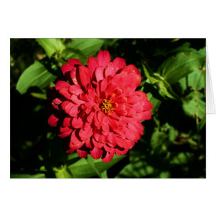 Cartão "zinnia" por Larry Coressel