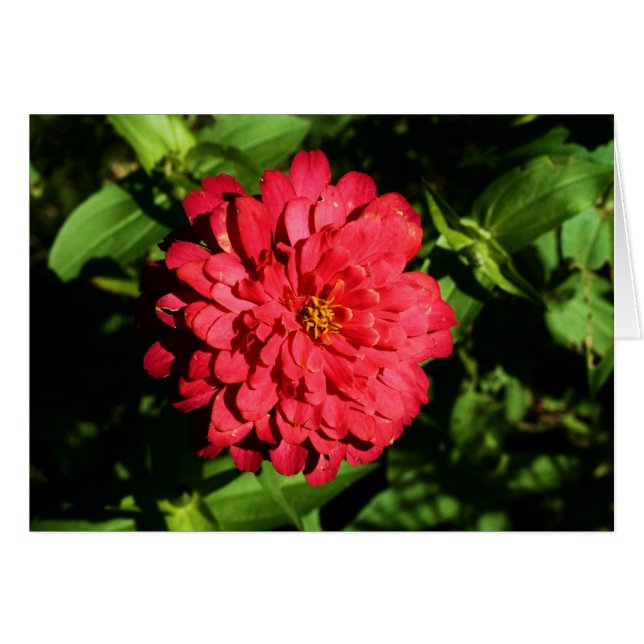 Cartão "zinnia" por Larry Coressel (Frente Horizontal)