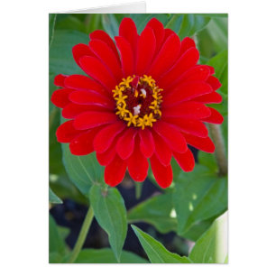 Cartão Zinnia vermelho