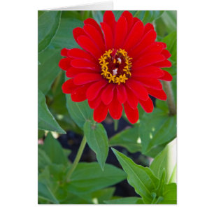 Cartão Zinnia vermelho 2