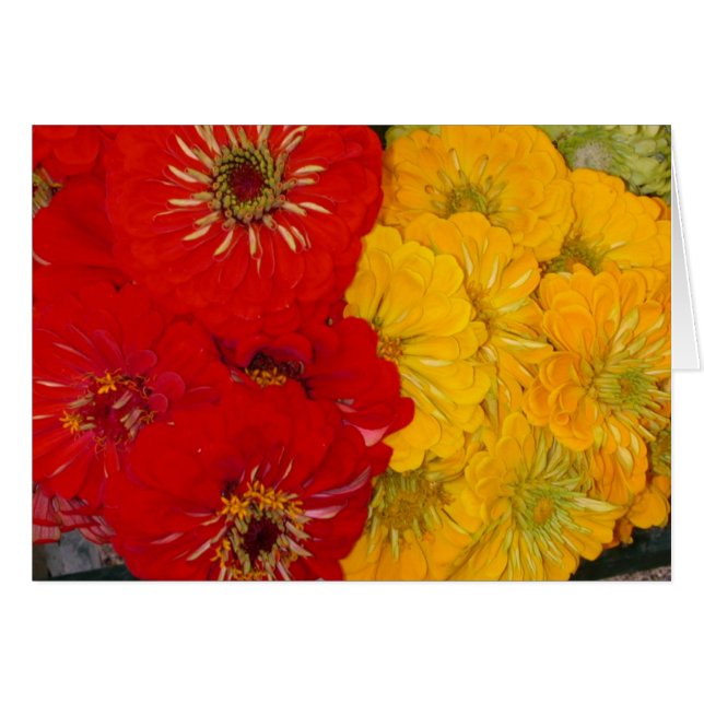 Cartão Zinnias vermelhos & amarelos (Frente Horizontal)