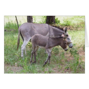 Cartão Zonkey Donkey