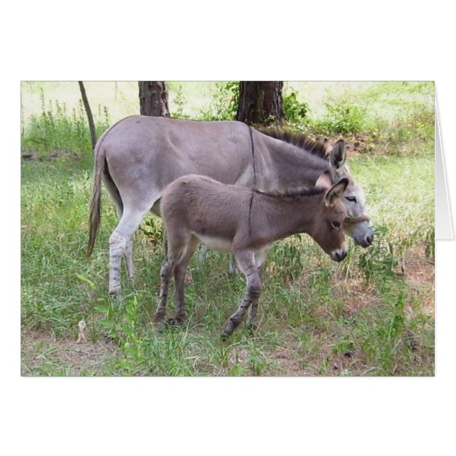 Cartão Zonkey Donkey (Frente Horizontal)