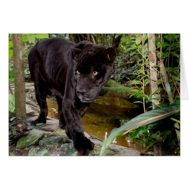 Cartão Zoológico da Cidade de Belize. Pantera negra (Frente Horizontal)