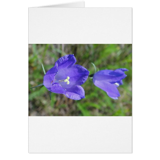 Cartão Zwei blaue Glockenblumen (Frente)