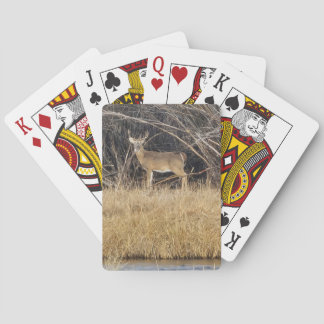Cartas de baralho de cervos na moita