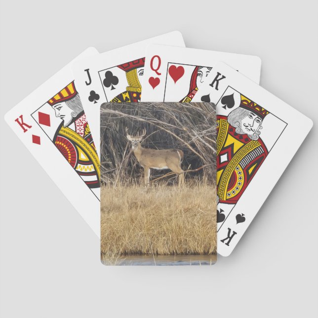 Cartas de baralho de cervos na moita (Verso)
