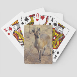 Cartas de Baralho No Zoológico