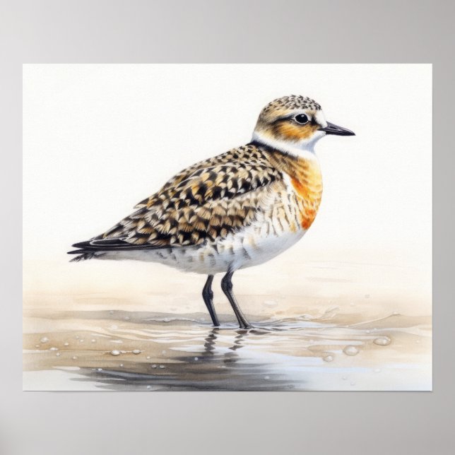 Cartaz de Arte de Impressão do Pássaro Plover Dour (Frente)