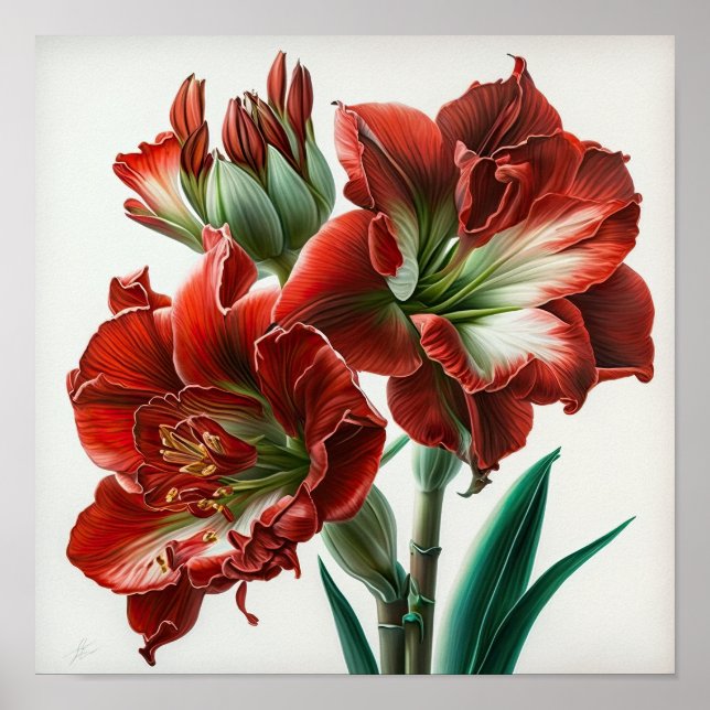 Cartaz de Impressão Artística da Flor de Amarílis  (Frente)