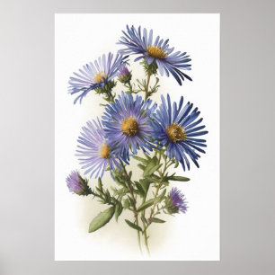 Cartaz de Impressão de Arte da Flor Aster Azul