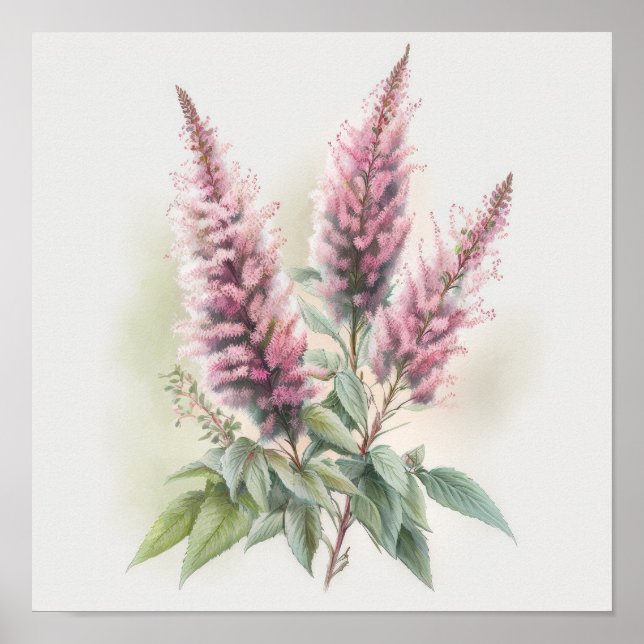 Cartaz de Impressão de Arte da Flor Astilbe Rosa (Frente)