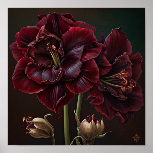 Cartaz de Impressão de Arte da Flor de Amarílis Bo (Frente)