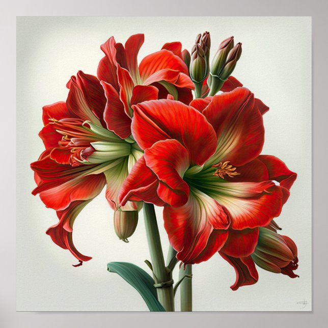 Cartaz de Impressão de Arte da Flor de Amarílis Ve (Frente)