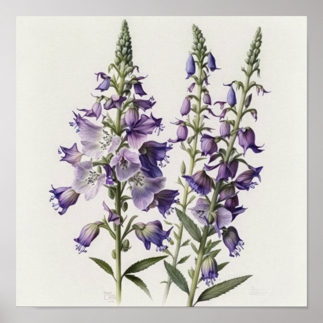 Cartaz de Impressão de Arte da Flor de Delphinium  (Frente)