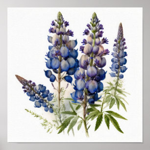 Cartaz de Impressão de Arte da Flor de Lupino Azul
