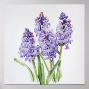 Cartaz de Impressão de Arte de Flor de Jacinto de 