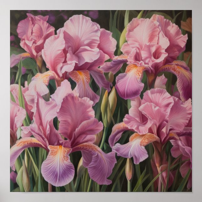 Cartaz de Impressão de Arte de Flores Íris Rosa (Frente)