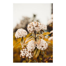 Cartaz de Impressão de Flores de Viburno Brancas e