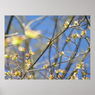 Cartaz / Impressão de Flores de Maçã - Primavera