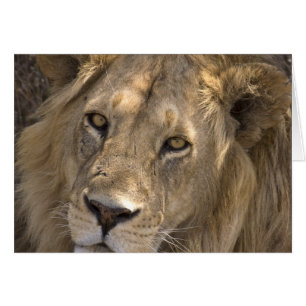 Cartões africanos do leão