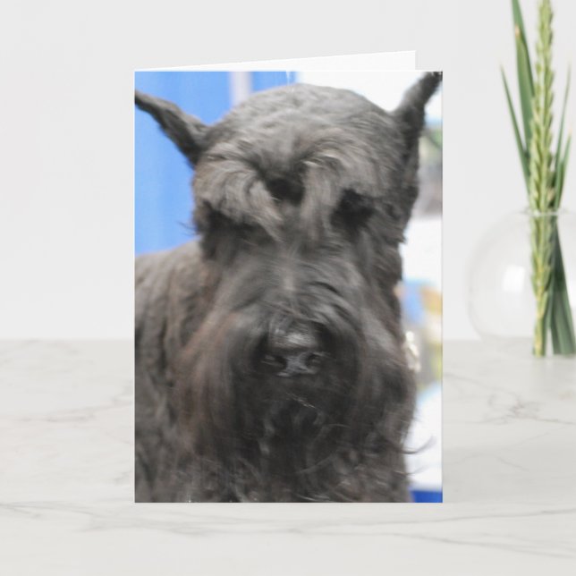 Cartões bonitos do Schnauzer (Frente)