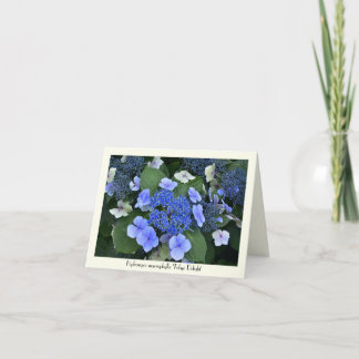 Cartões Collectible do Hydrangea azul