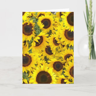 Cartões com fotos de girassol