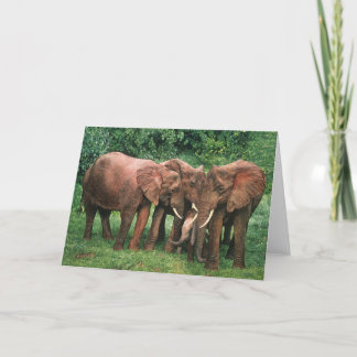 Cartões da arte dos animais selvagens de Combes da