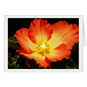 Cartões da begónia