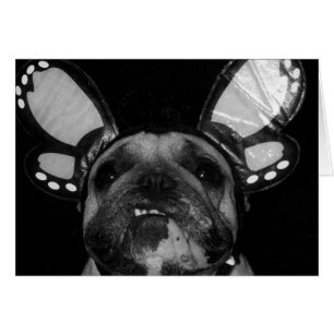 Cartões da borboleta de Ava