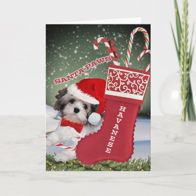 Cartões das patas do papai noel de Havanese (Frente)