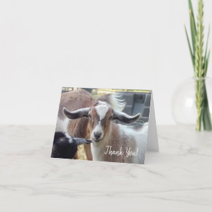 Cartões de agradecimentos