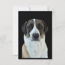 Cartões de agradecimentos anatólico Shepherd