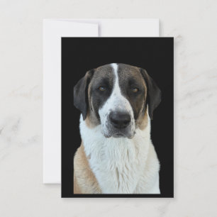 Cartões de agradecimentos anatólico Shepherd