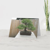 Cartões de agradecimentos Bonsai Mugo Pine