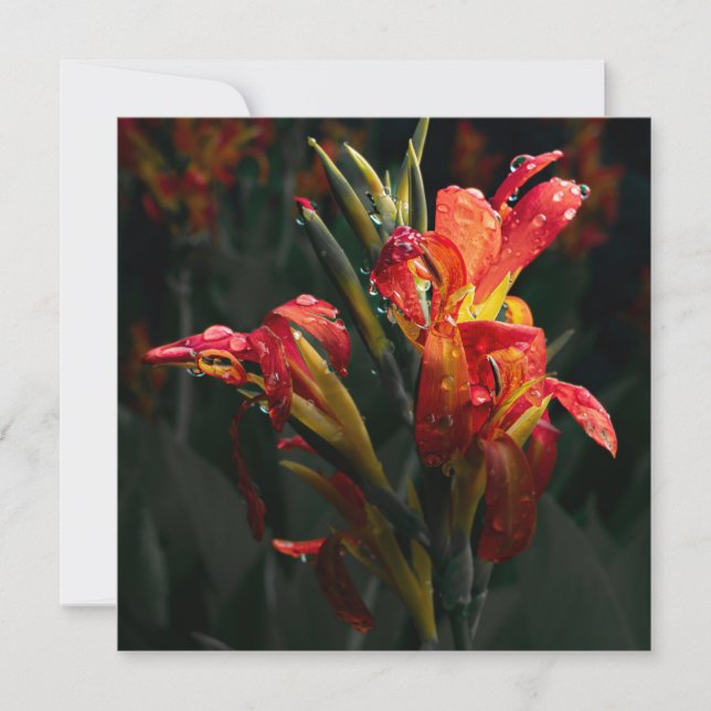 Cartões de agradecimentos da ventoinha (Frente)