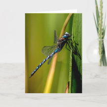 Cartões de agradecimentos de Dragonfly Darner de o