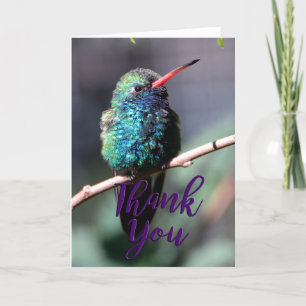 Cartões de agradecimentos de Foto de Hummingbird