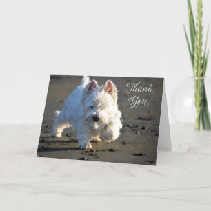 Cartões de agradecimentos de Foto em Beach Westie