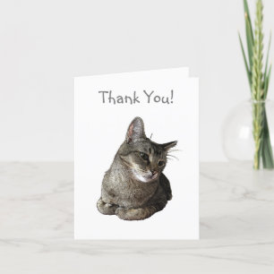 Cartões de agradecimentos de Gato Abissino