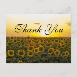 Cartões de agradecimentos de girassóis